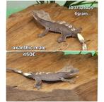 Axanthic/ 100% het axanthic wimpergekko, Dieren en Toebehoren, Reptielen en Amfibieën, Hagedis, Tam, 0 tot 2 jaar