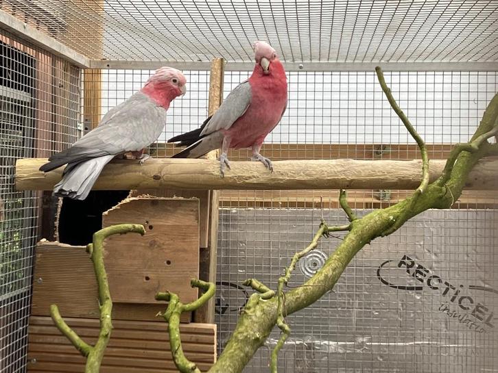 Koppel Rosekaketoes van 2016, Dieren en Toebehoren, Vogels | Parkieten en Papegaaien, Papegaai, Meerdere dieren, Geringd