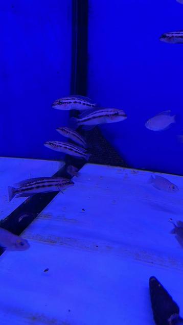 Julidochromis dickfeldi beschikbaar voor biedingen