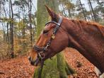 5 jarige merrie, Animaux & Accessoires, Chevaux, Jument, Cheval de récréation, Avec pedigree, 3 à 6 ans