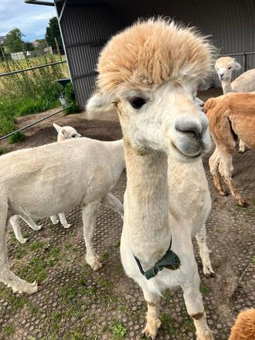 winter stalling voor alpaca’s gezocht omgeving Rekem beschikbaar voor biedingen