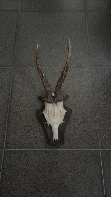 Schedel met gewei, Enlèvement, Cerf, Bois ou Tête