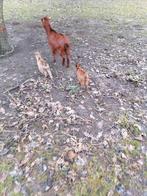 1 geitje en 1 bokje mooie kleur, Dieren en Toebehoren, Schapen, Geiten en Varkens