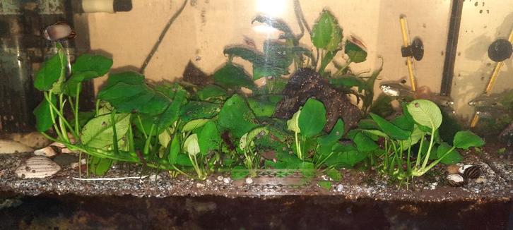 Plante d'aquarium Anubias 30cm, Animaux & Accessoires, Poissons | Aquariums & Accessoires, Plante(s), Pierre ou Bois, Enlèvement