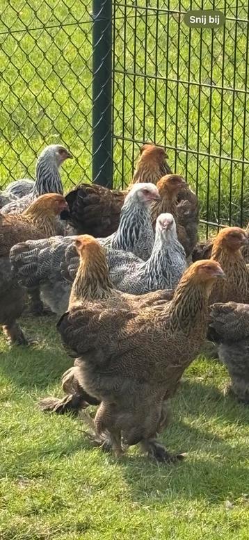 Raszuivere Brahma Kippen – Geënt  ca. 4 maanden
