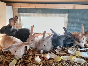 Jonge konijnen te koop beschikbaar voor biedingen