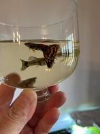 Guppy’s 1 mannetje,2 vrouwtjes ,€5 per set, Dieren en Toebehoren, Vissen | Aquariumvissen, Vis, Zoetwatervis