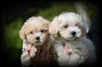 Maltipoo pups, CDV (hondenziekte), Meerdere, 8 tot 15 weken, Meerdere dieren
