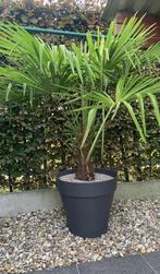Palboom, Tuin en Terras, Ophalen, Palmboom, 100 tot 250 cm