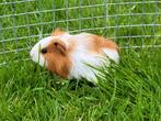 Cavia vrouwtje, Animaux & Accessoires, Rongeurs, Cobaye