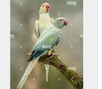 Ik ben op zoek naar
halsbandparkieten, Mannelijk