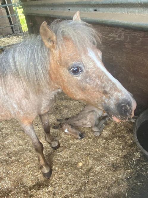 Mooi miniatuur merrietje (NMPRS), Dieren en Toebehoren, Paarden, Merrie, 11 jaar of ouder, Met stamboom, Gechipt, Ontwormd, Ingeënt