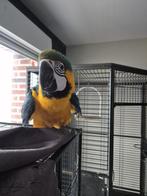 Jeune ara Ararauna, Animaux & Accessoires