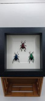 Cadre cabinet de curiosités coleoptère