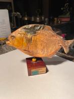 Taxidermie piranhya brazilie, Ophalen