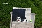 Prachtige Biewer Yorkshire Terriër pupjes, Yorkshire Terriër, België, CDV (hondenziekte), 8 tot 15 weken
