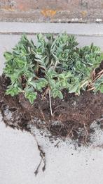Sedum, Tuin en Terras, Planten | Tuinplanten, Volle zon, Vaste plant, Zomer, Ophalen