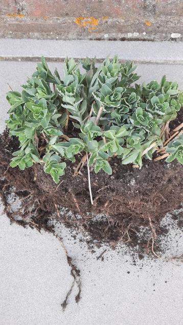 Sedum beschikbaar voor biedingen