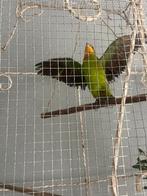 Grote  decoratie vogelkooi opgemaakte papegaai, Ophalen, Gebruikt, Vogel