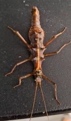 Wandelende tak E. nolimetangere, Dieren en Toebehoren, Insecten en Spinnen, Wandelende tak
