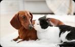 Garde d’animaux – Chiens, Chats et Autres Compagnons, Offres d'emploi, Emplois | Emplois Autre