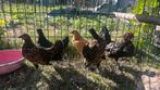 Sebright, Dieren en Toebehoren, Meerdere dieren, Kip