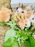 Minilop kruising hangoor, Dieren en Toebehoren, Konijnen, Groot, Hangoor, 0 tot 2 jaar