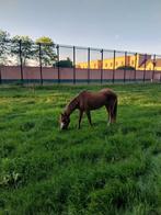 B pony, B, Met stamboom
