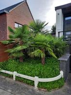 Semis de palmier Trachicarpus Fortunei jusqu'à -18, Jardin & Terrasse, Plantes | Jardin, Enlèvement ou Envoi, Plante fixe