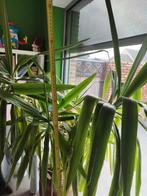 yucca plant, Ophalen, Yucca