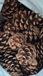 Dennenappels en schelpen, Huis en Inrichting, Woonaccessoires | Kransen, Ophalen of Verzenden