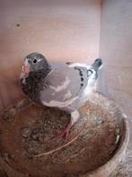 Jonge duif van 2026, Dieren en Toebehoren, Vogels | Duiven, Geslacht onbekend, Postduif