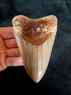 Megalodon tand, Verzamelen, Mineralen en Fossielen, Ophalen of Verzenden
