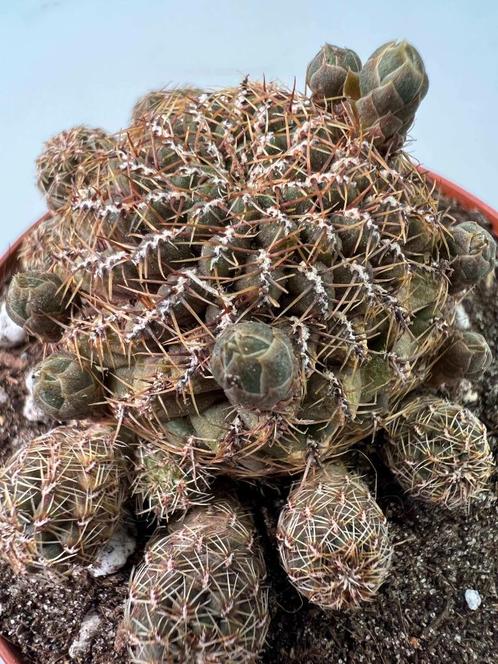 Sulcorebutia Canigueralii, Huis en Inrichting, Kamerplanten, Cactus, Minder dan 100 cm, Verzenden