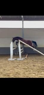 Mooie merrie van 164 en 3,5 jaar, Animaux & Accessoires, Chevaux, Jument, Z