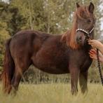 Miniatuur jaarling paardje, Merrie, Gechipt, 0 tot 2 jaar