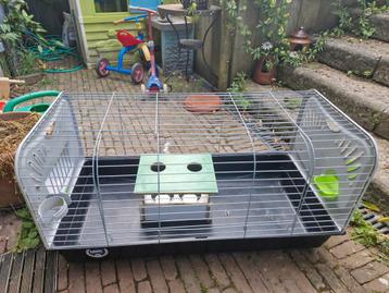 Cavia hok savic beschikbaar voor biedingen