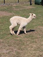 Alpaca hengsten 2024 en 2025, Dieren en Toebehoren, Overige Dieren, Maart, Mannelijk