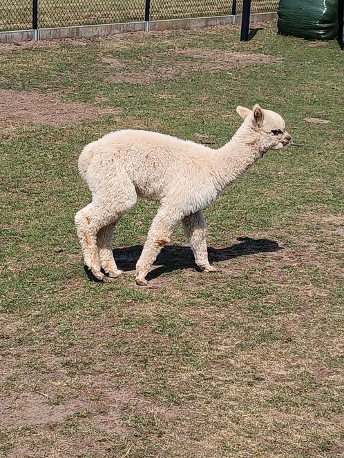 Alpaca hengsten 2024 en 2025, Dieren en Toebehoren, Overige Dieren, Mannelijk, Maart