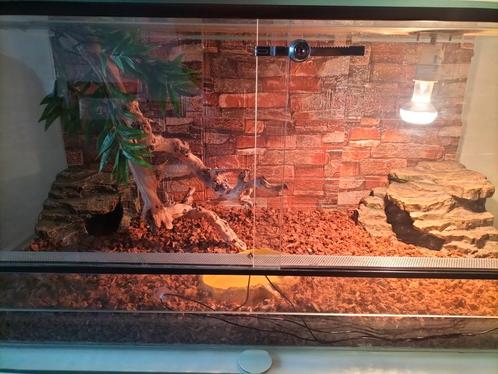 Terrarium avec python mâle et femelle, Animaux & Accessoires, Reptiles & Amphibiens, Serpent, Avec terrarium