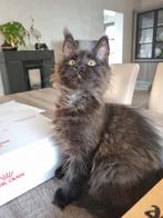 Maine Coon kittens met stamboom, Dieren en Toebehoren, Poes, Ontwormd