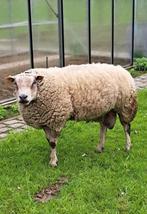 Mooie grote dekbok te koop, Mouton, Mâle, 3 à 5 ans