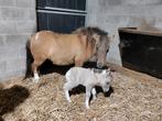 Mini Shetlandponys met stamboek, Dieren en Toebehoren, Merrie, M, Ontwormd