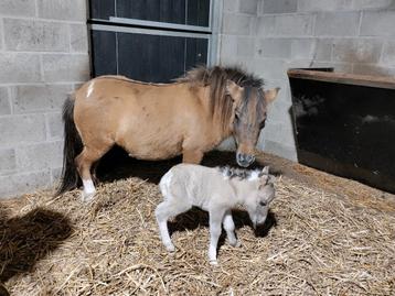 Mini Shetlandponys met stamboek beschikbaar voor biedingen
