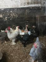 Hanen Brahma, Dieren en Toebehoren, Pluimvee