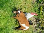 Kameroenschaap, Dieren en Toebehoren, Schapen, Geiten en Varkens, Mannelijk, 0 tot 2 jaar