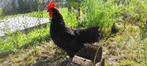 Hervehoen / Mergellandhoen - haan, Dieren en Toebehoren, Mei, Mannelijk