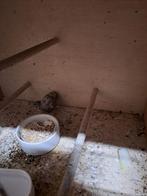 Kwartels (hanen), Dieren en Toebehoren, Vogels | Overige Vogels