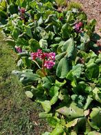 Tuinplanten, Tuin en Terras, Ophalen of Verzenden