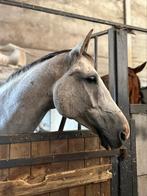 GEZOCHT: CACUN GAD ️, Dieren en Toebehoren, Paarden
